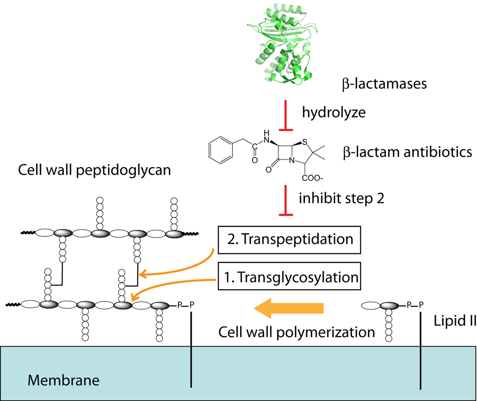 beta lactamase